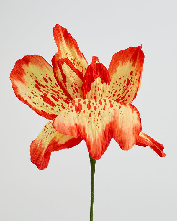 La fleur Daphné
